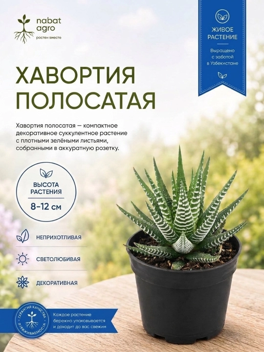 Havortiya guldondagi xona o‘simligi - 