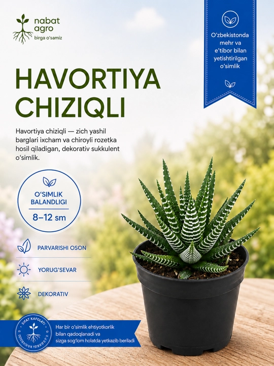 Havortiya guldondagi xona o‘simligi