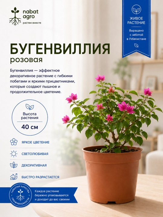 Бугенвиллия комнатное растение - 