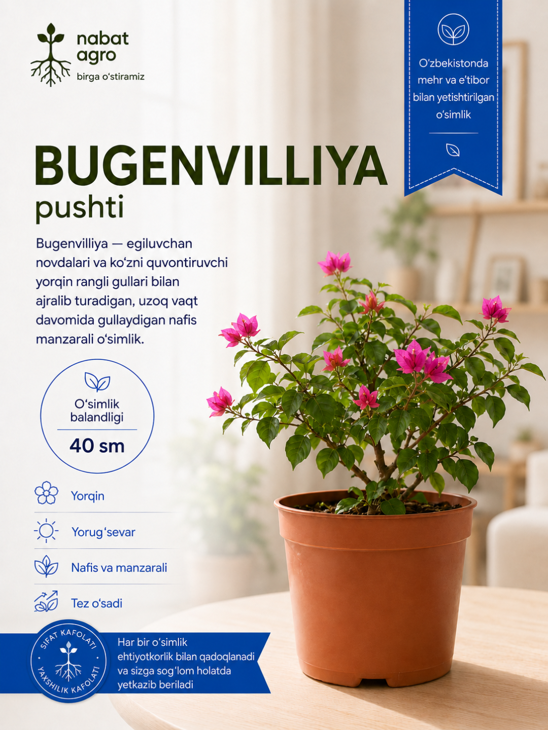 Bugenvilliya xona o‘simligi
