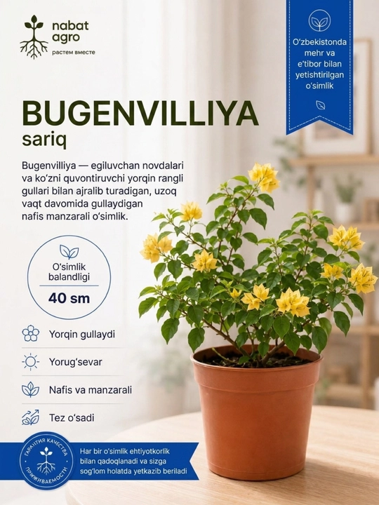 Bugenvilliya xona o‘simligi