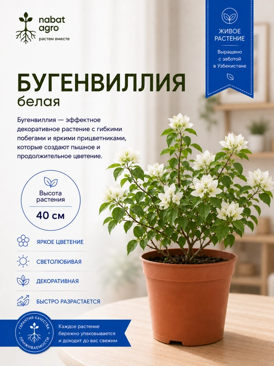 Бугенвиллия комнатное растение - 