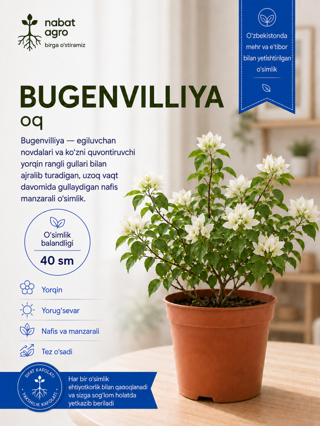 Bugenvilliya xona o‘simligi