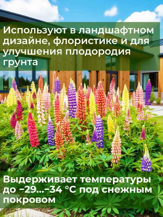 Lupin bezak aralashmasi, urug'lar, 30 dona, ko'p yillik gul urug'lari