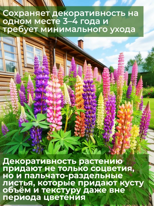 Lupin bezak aralashmasi, urug'lar, 30 dona, ko'p yillik gul urug'lari