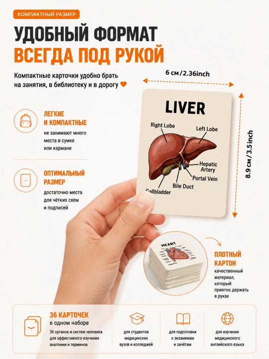 Анатомические карточки, 36 шт, для студентов-медиков, изучения анатомии и мед английского