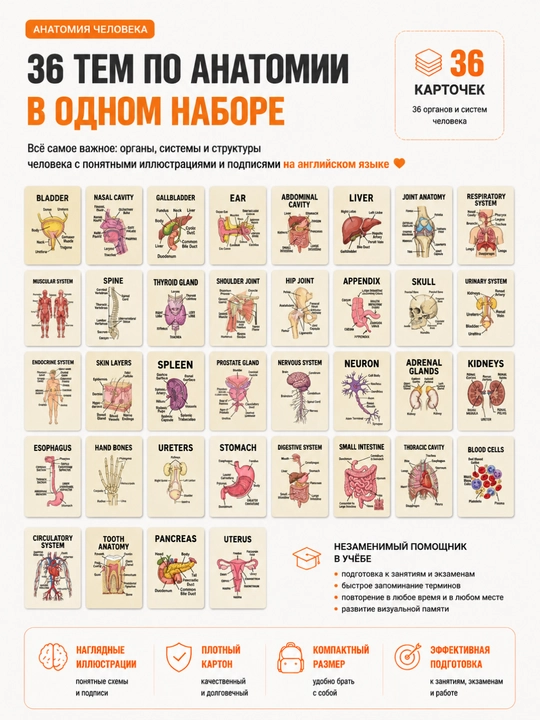 Анатомические карточки, 36 шт, для студентов-медиков, изучения анатомии и мед английского
