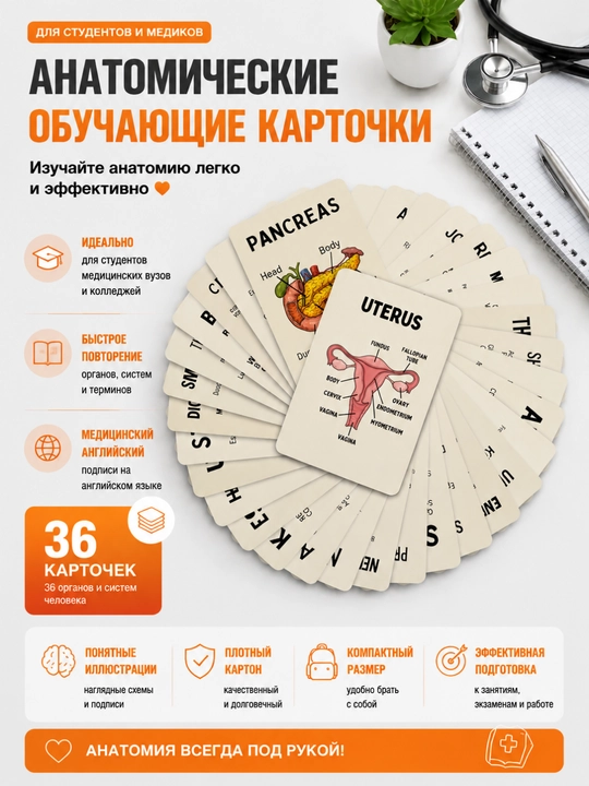 Анатомические карточки, 36 шт, для студентов-медиков, изучения анатомии и мед английского - 