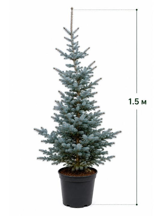 Голубая ель Picea pungens, живая, в горшке, 1,5 метра