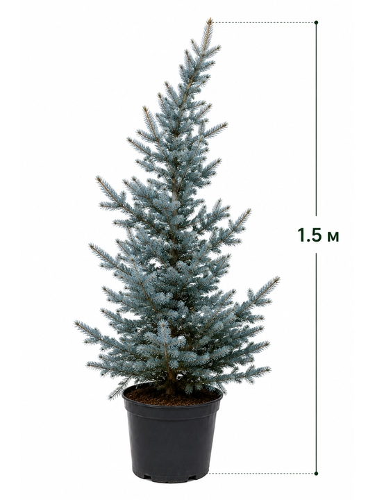 Голубая ель Picea pungens, живая, в горшке, 1,5 метра - 