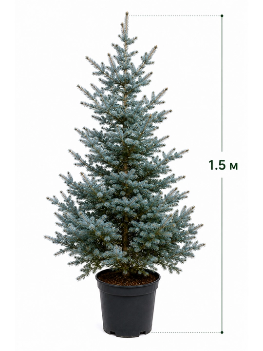 Голубая ель Picea pungens, живая, в горшке, 1,5 метра