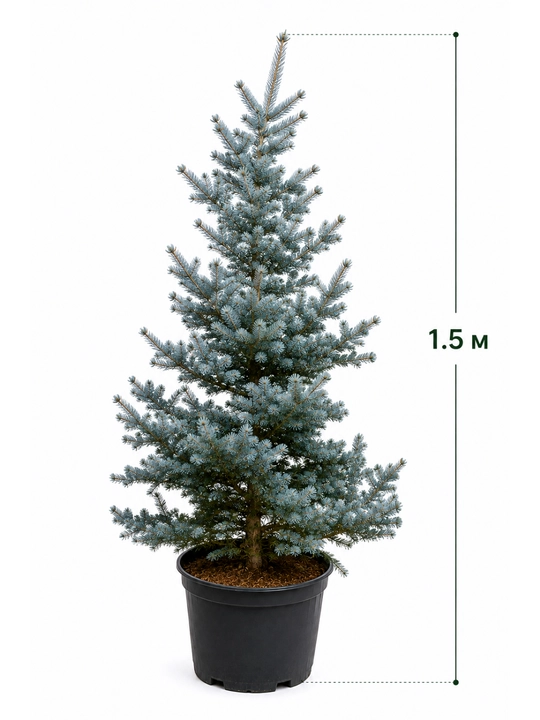 Голубая ель Picea pungens, живая, в горшке, 1,5 метра