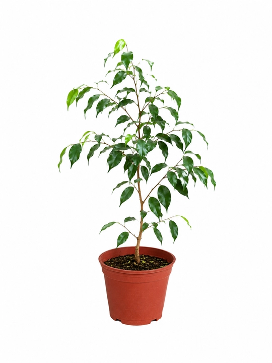 Фикус Бенджамина Ficus benjamina живой в горшке 20–30 см