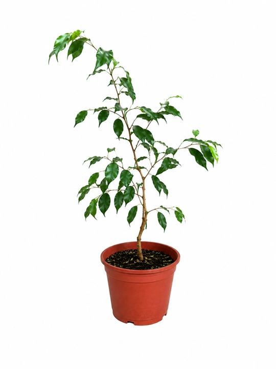 Фикус Бенджамина Ficus benjamina живой в горшке 20–30 см