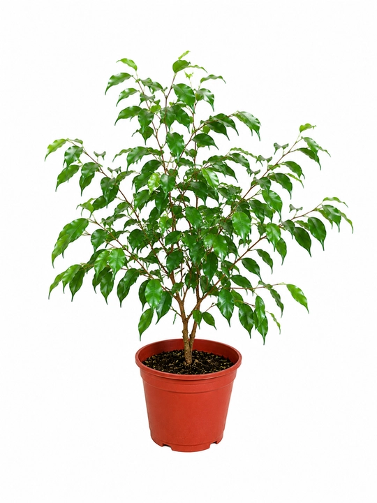 Фикус Бенджамина Ficus benjamina живой в горшке 20–30 см