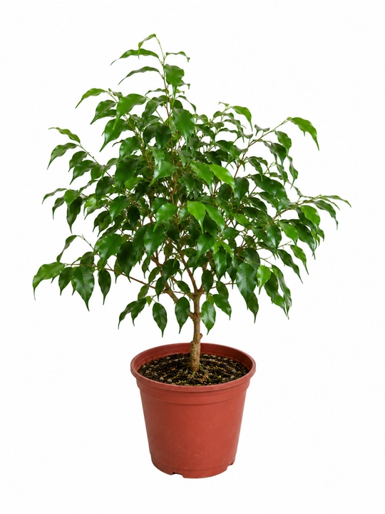 Фикус Бенджамина Ficus benjamina живой в горшке 20–30 см