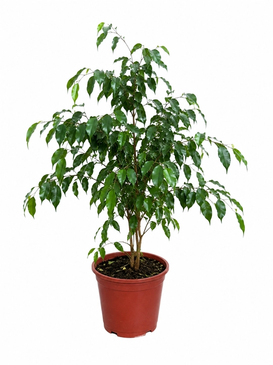 Benjamin fikusi Ficus benjamina tirik, tuvakda 20–30 sm - 