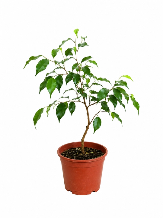 Фикус Бенджамина Ficus benjamina живой в горшке 20–30 см