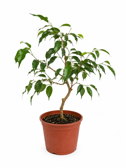 Фикус Бенджамина Ficus benjamina живой в горшке 20–30 см