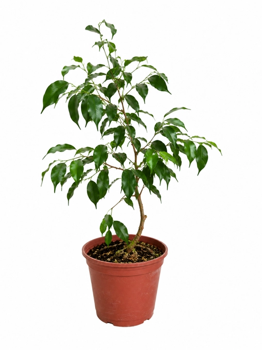 Фикус Бенджамина Ficus benjamina живой в горшке 20–30 см