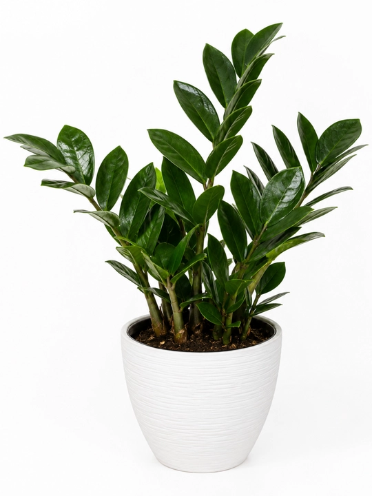 Zamiokulkas Zamioculcas zamiifolia tirik o‘simlik tuvakda 30–35 sm - 