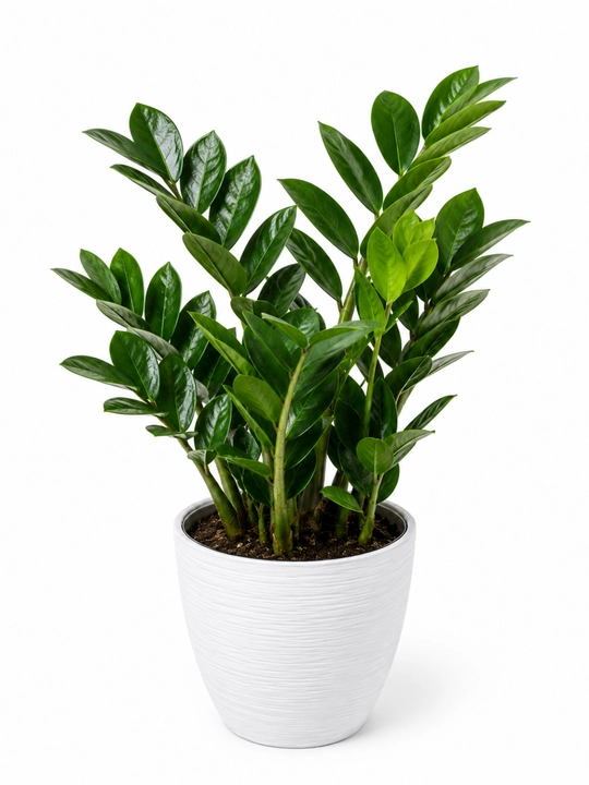 Замиокулькас Zamioculcas zamiifolia живой в горшке 30–35 см