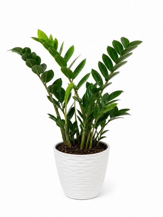 Замиокулькас Zamioculcas zamiifolia живой в горшке 30–35 см