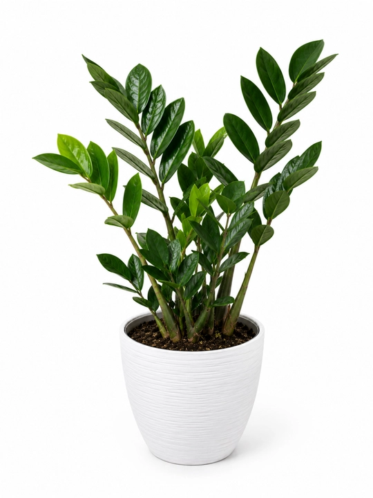 Замиокулькас Zamioculcas zamiifolia живой в горшке 30–35 см