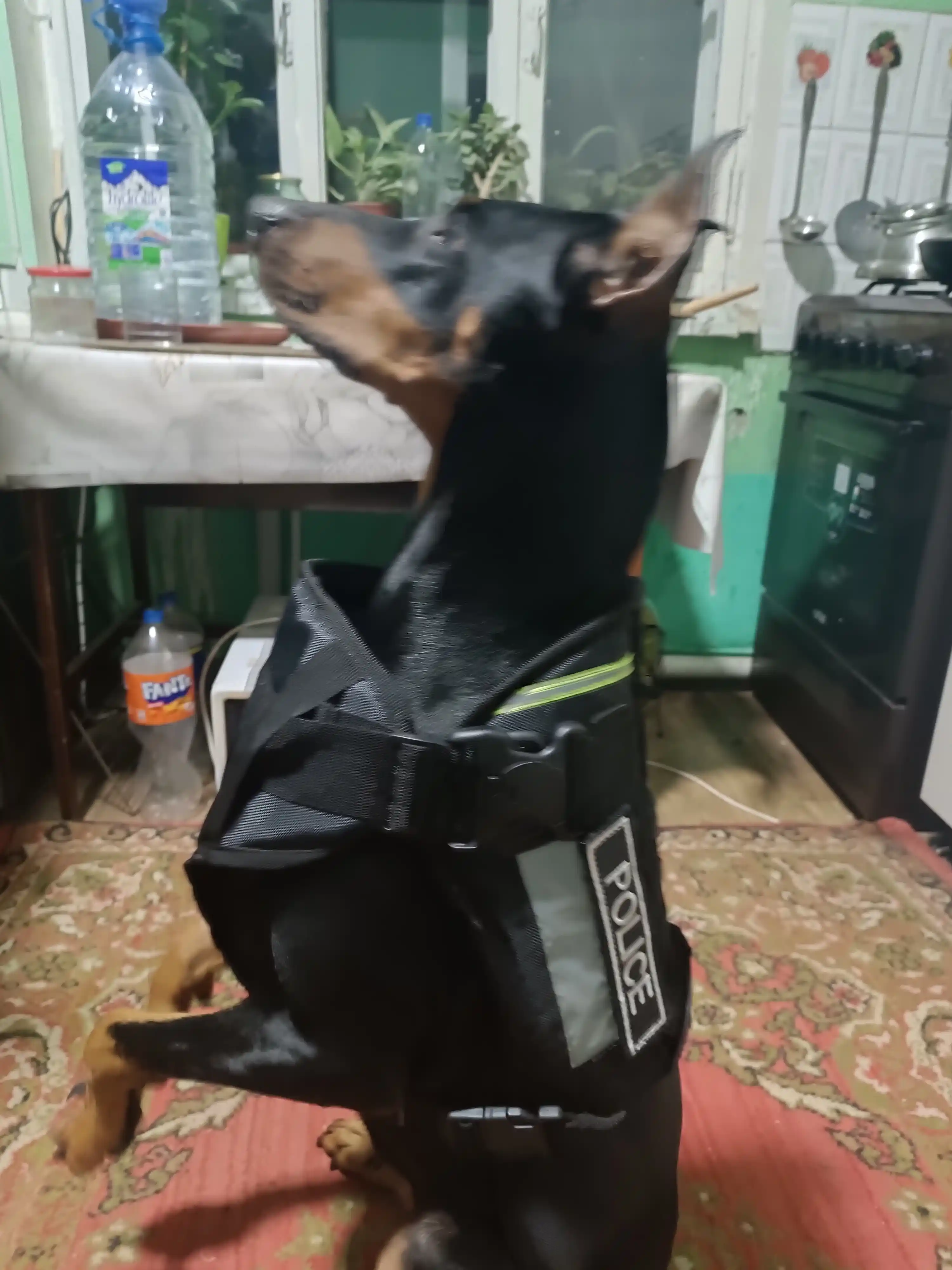 Itlar uchun shleyka taktik shleyka K9 shleykasi anjomlar, bog‘ichlar itlar uchun anjomlar