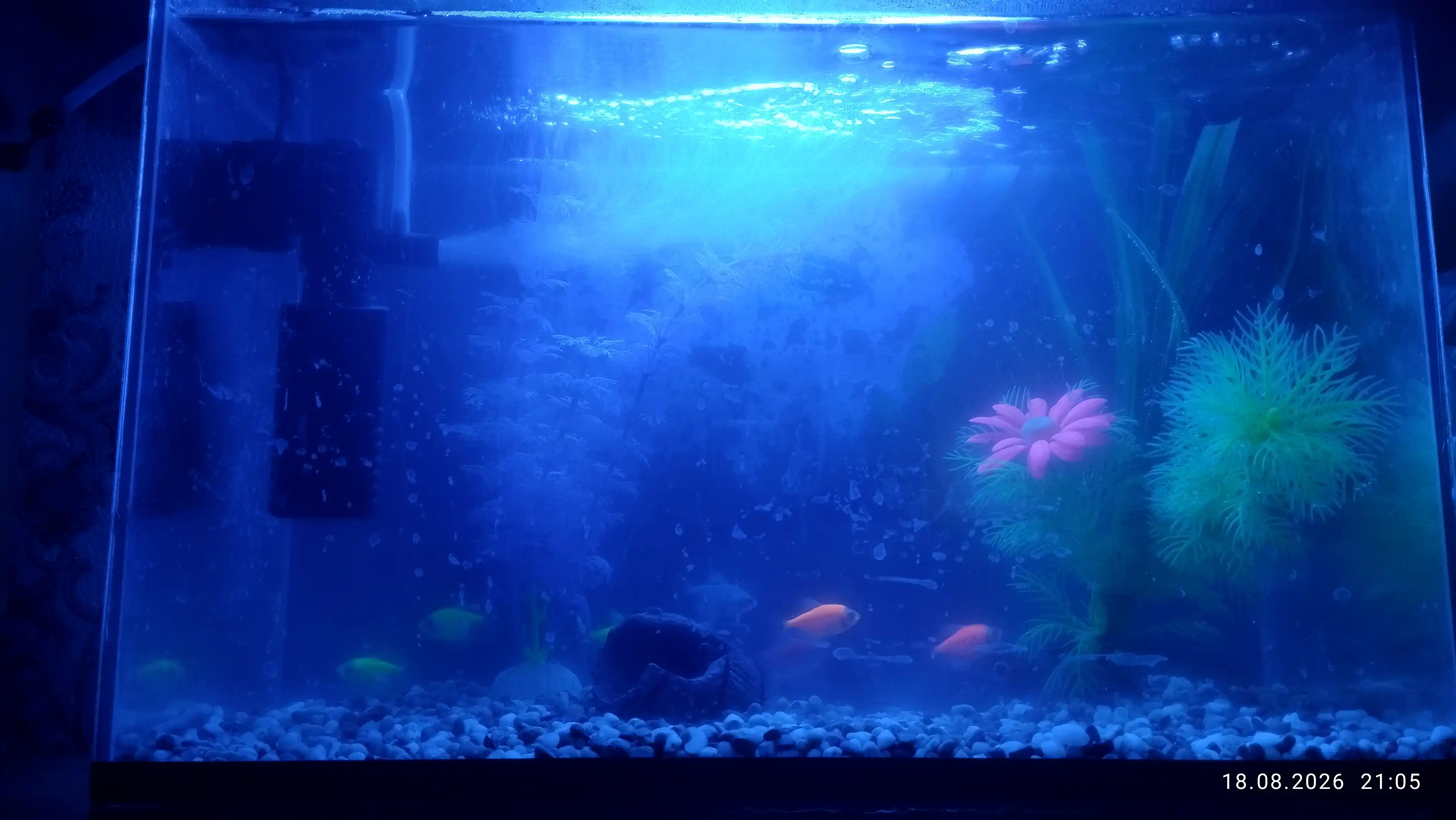Akvarium uchun tabiiy grunt “Miks Premium” 5 mm, dekorativ tosh, baliqlar uchun xavfsiz
