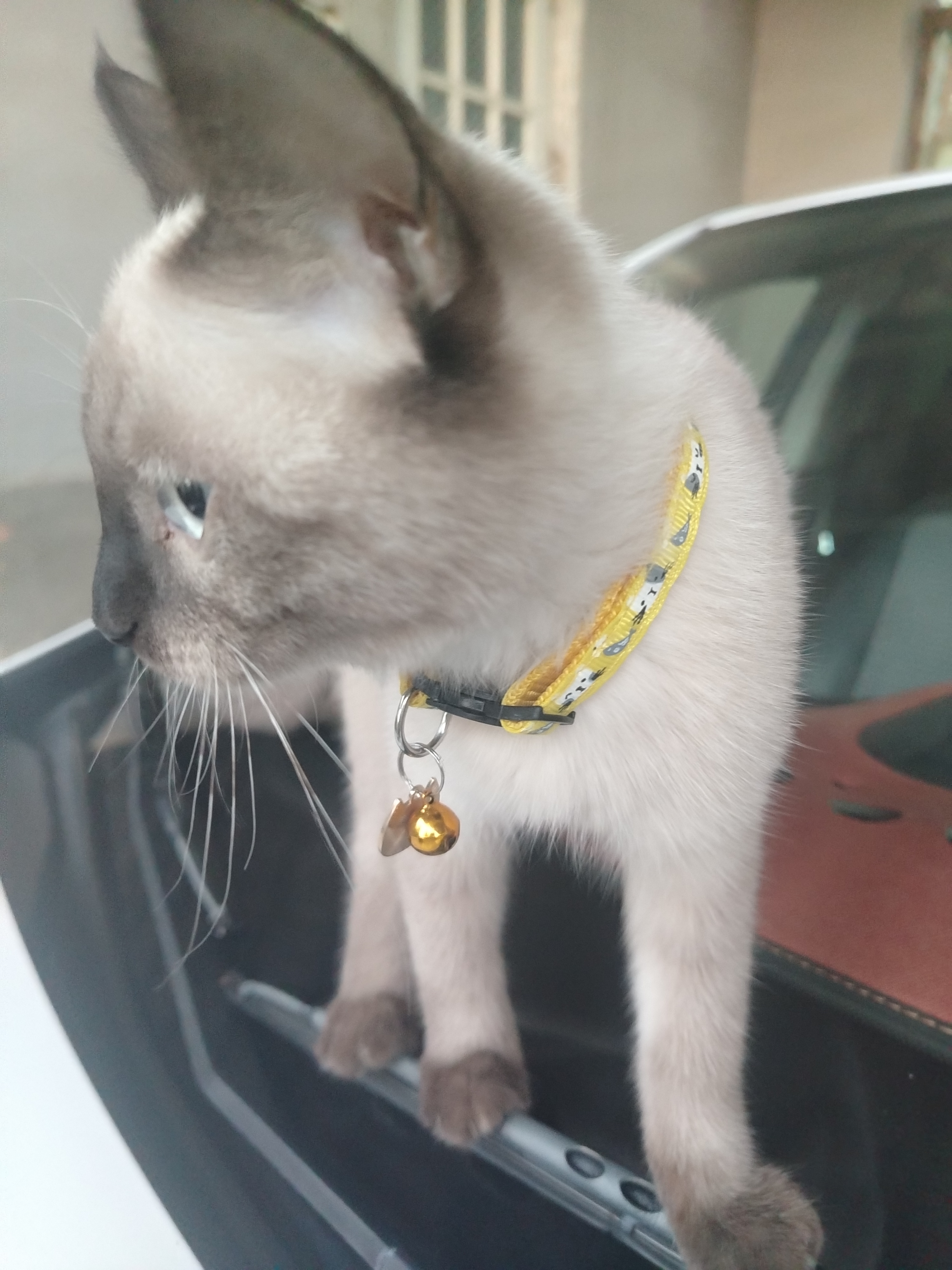 Ошейник для кошек и котят
