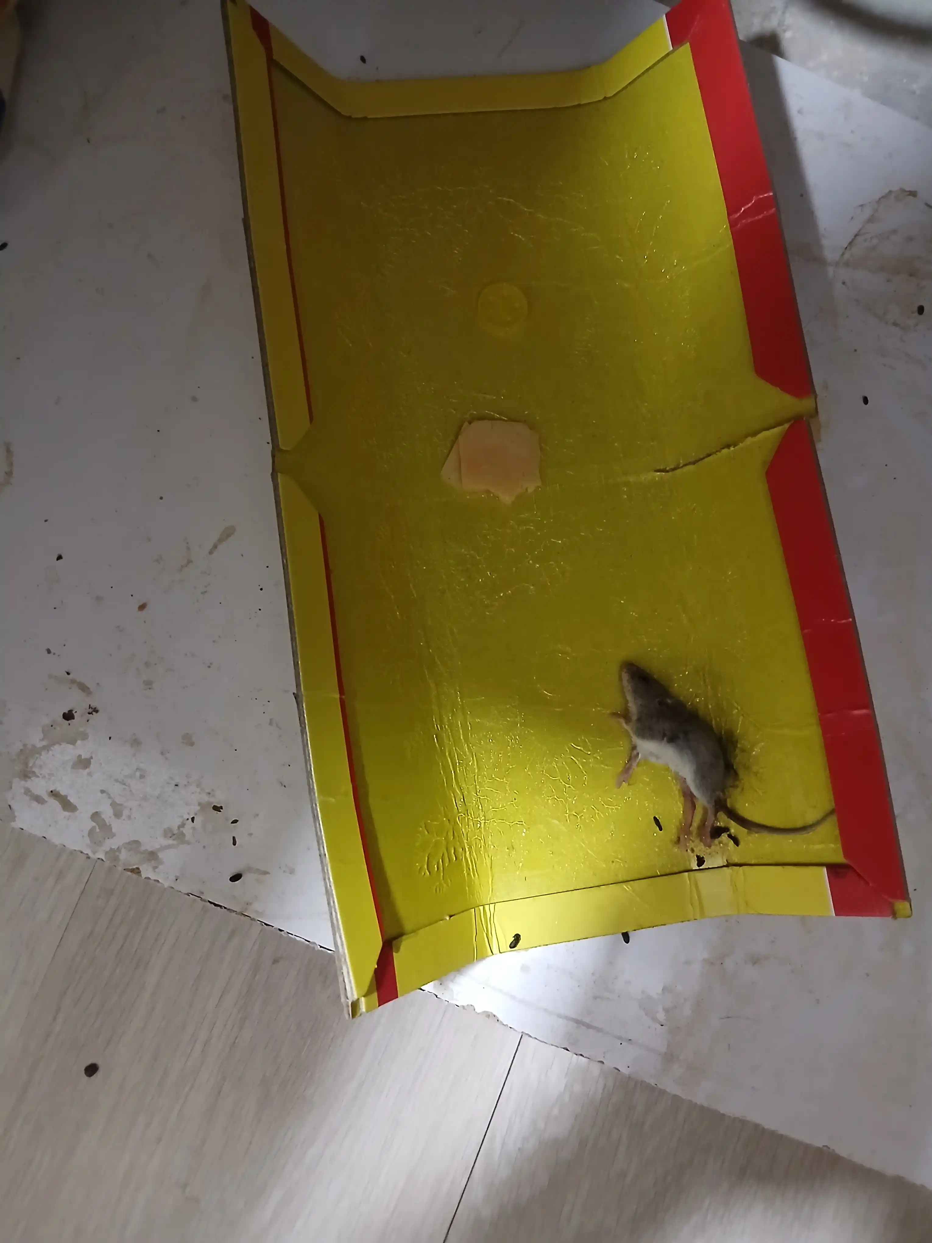 Мышеловка клеевая, ловушка от крыс и мышей, Mouse Glue, Супер Gуба, комплект