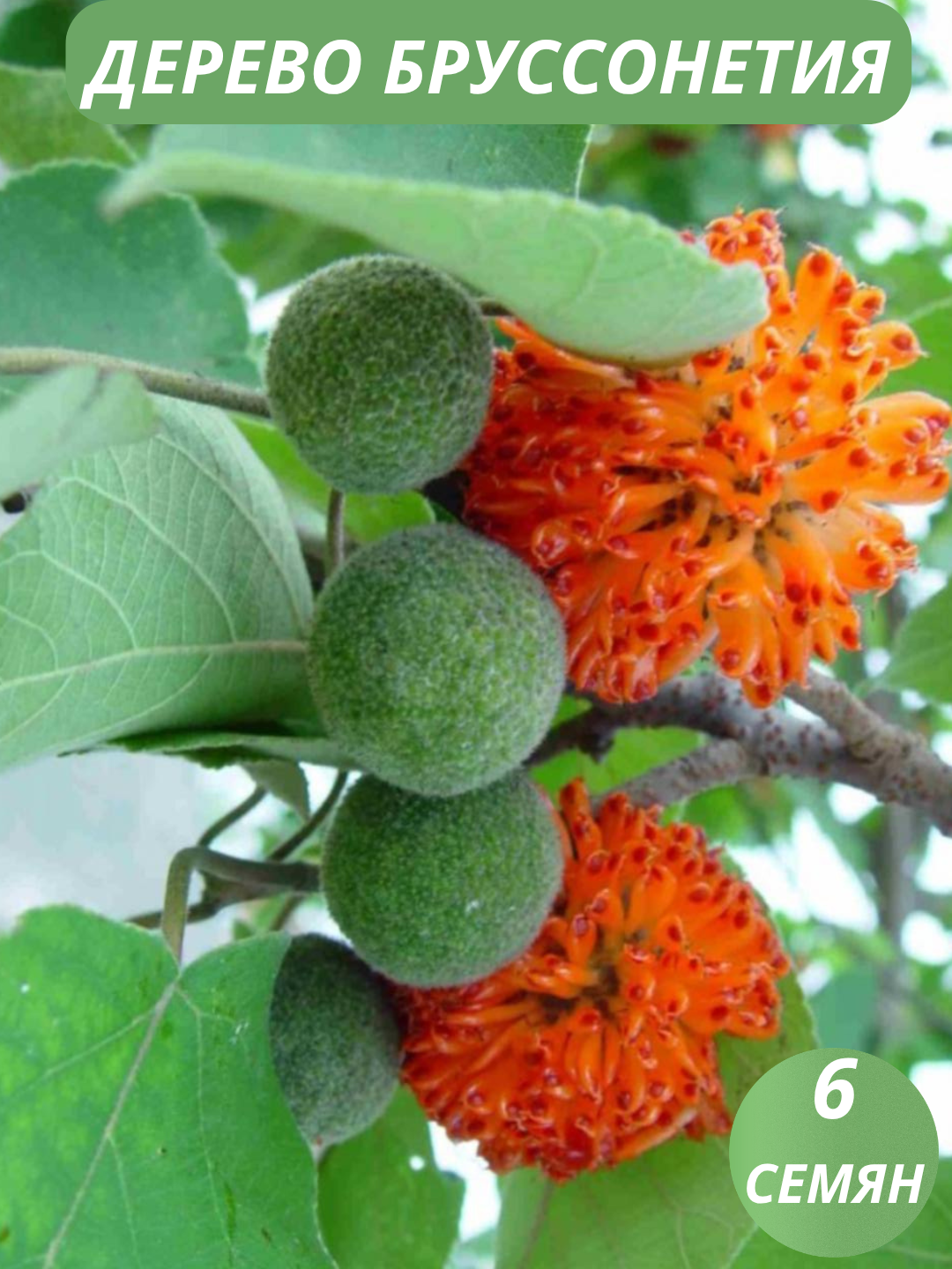 Korall pushti