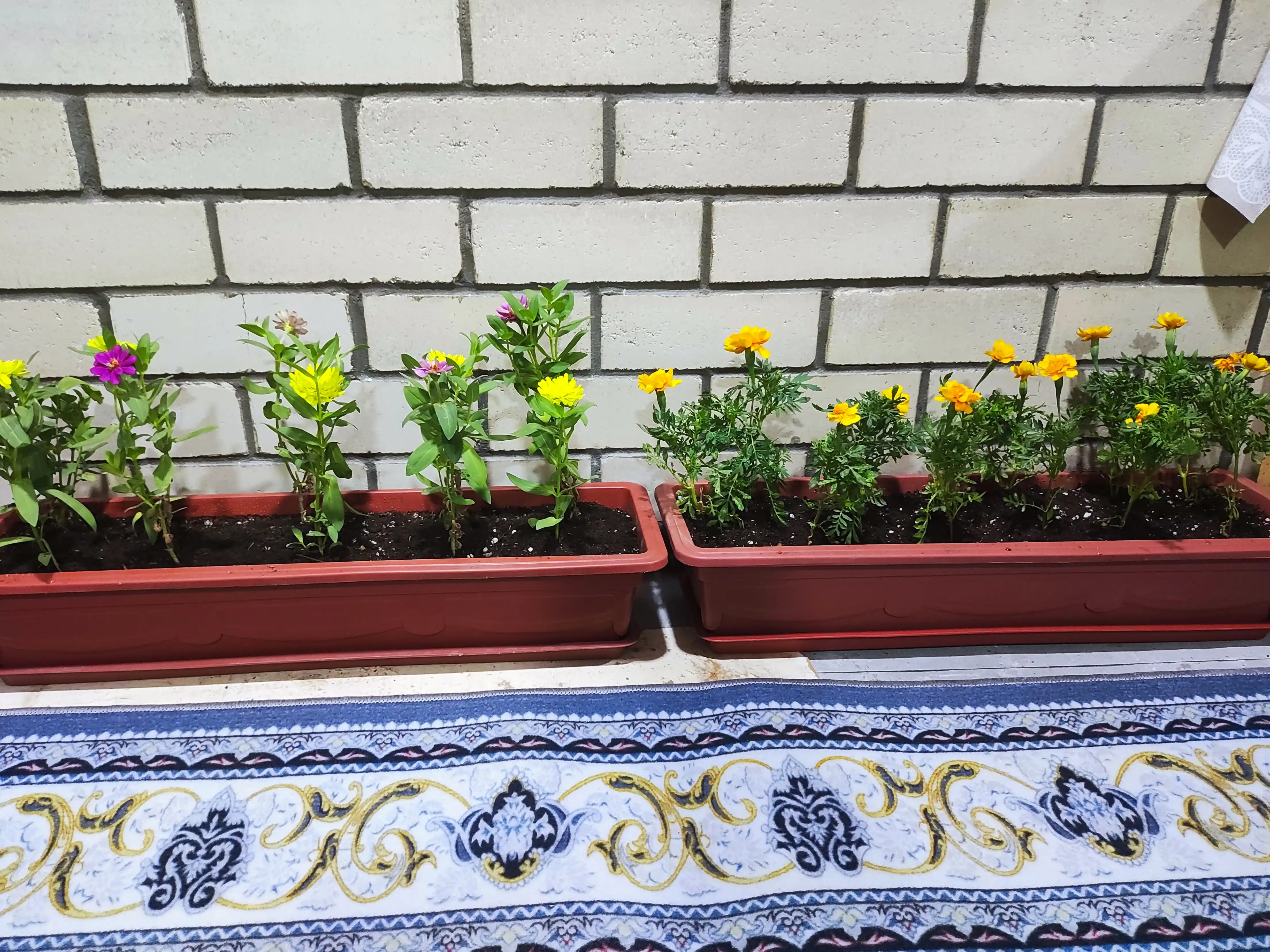 Biogumus, vermikompost gullar, ko‘chatlar va o‘simliklar uchun tabiiy universal o‘g‘it