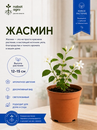 Jasmin — gultuvakdagi xona o‘simligi - 