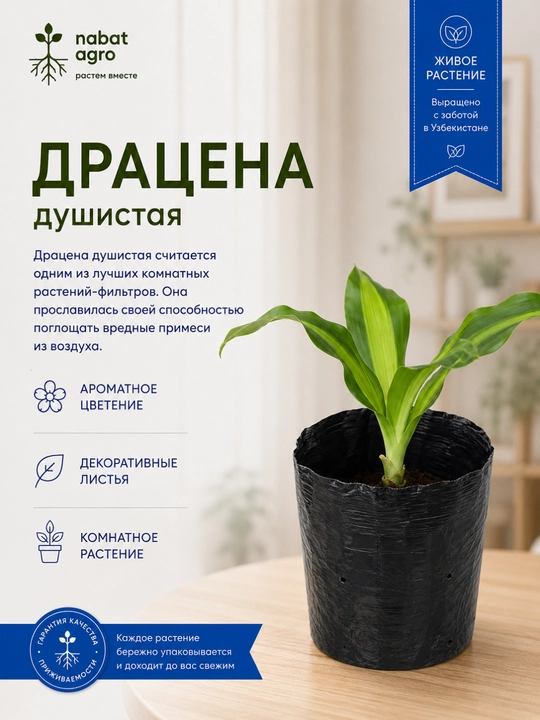 Драцена — комнатное растение в горшке - 