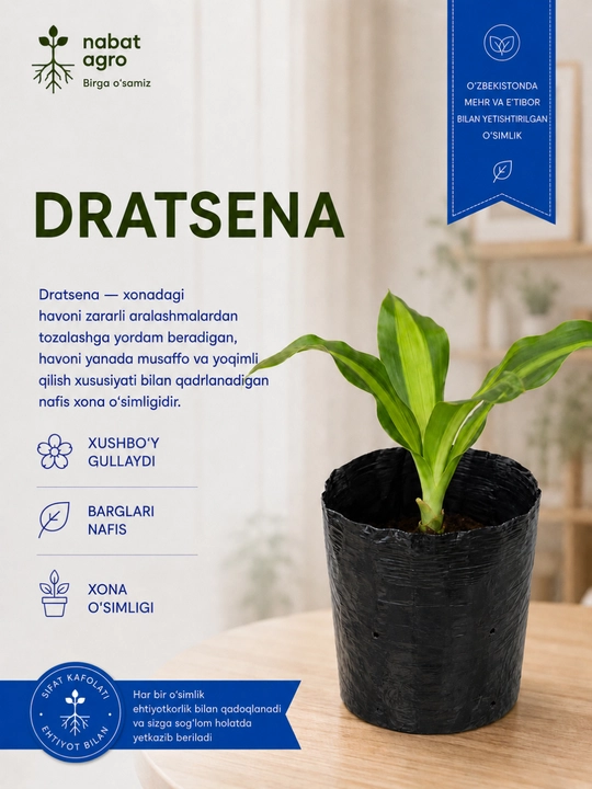 Dratsena — tuvakdagi xona o‘simligi