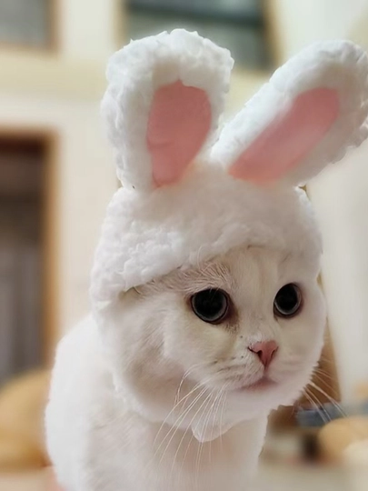 Шапка для кошек с ушками, мягкий костюм для питомца