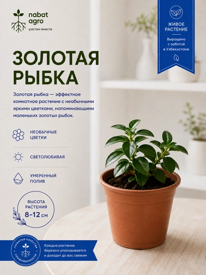 Нематантус «Золотая рыбка» живое комнатное растение - 