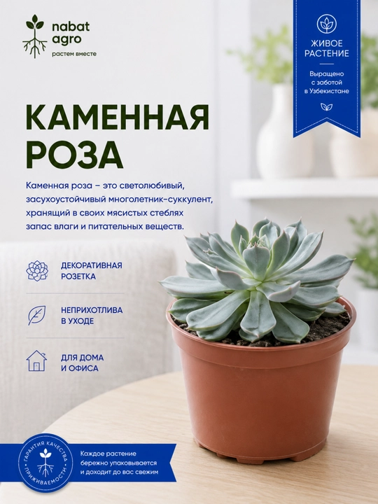 Tosh atirgul,xona o‘simligi - 