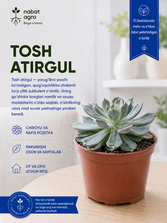 Tosh atirgul,xona o‘simligi