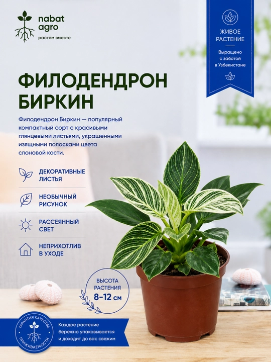 Филодендрон Биркин, живое комнатное растение - 