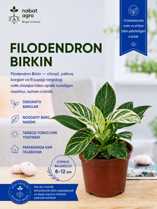 Filodendron Birkin, tirik xona o‘simligi