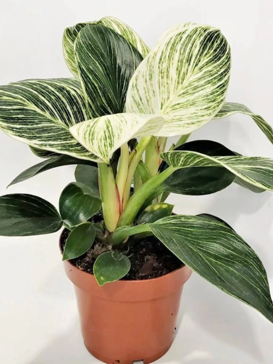 Filodendron Birkin, tirik xona o‘simligi