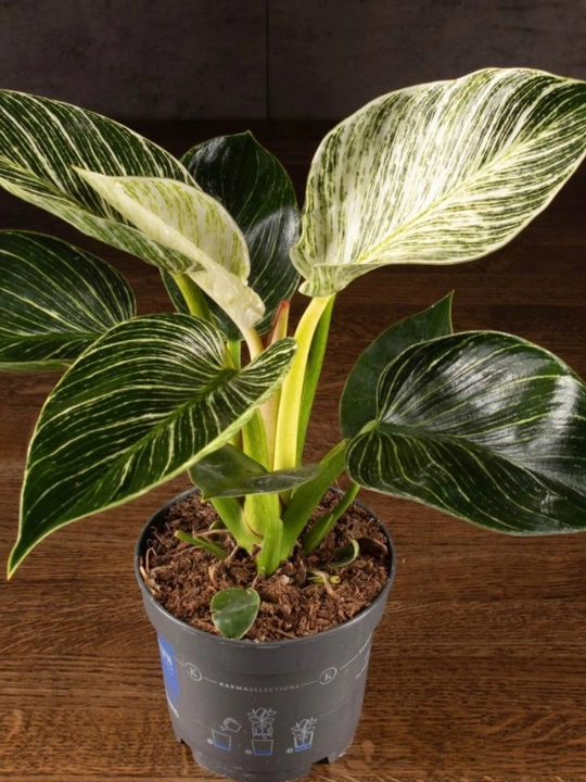 Filodendron Birkin, tirik xona o‘simligi