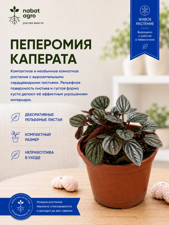 Пеперомия Каперата, живое комнатное растение - 