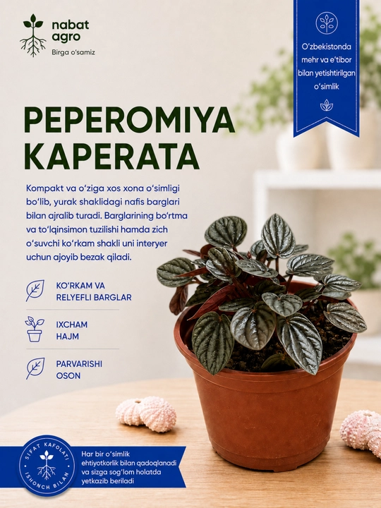Kaperata peperomiyasi, tirik xona o‘simligi