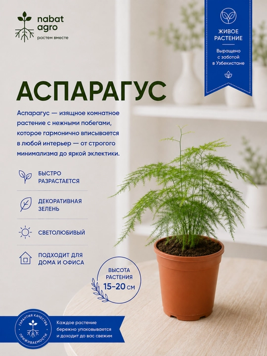 Аспарагус, живое комнатное растение - 