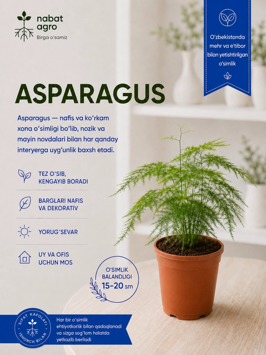 Asparagus, xona o‘simligi