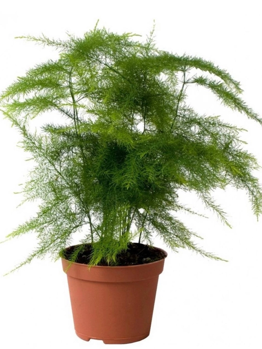 Asparagus, xona o‘simligi